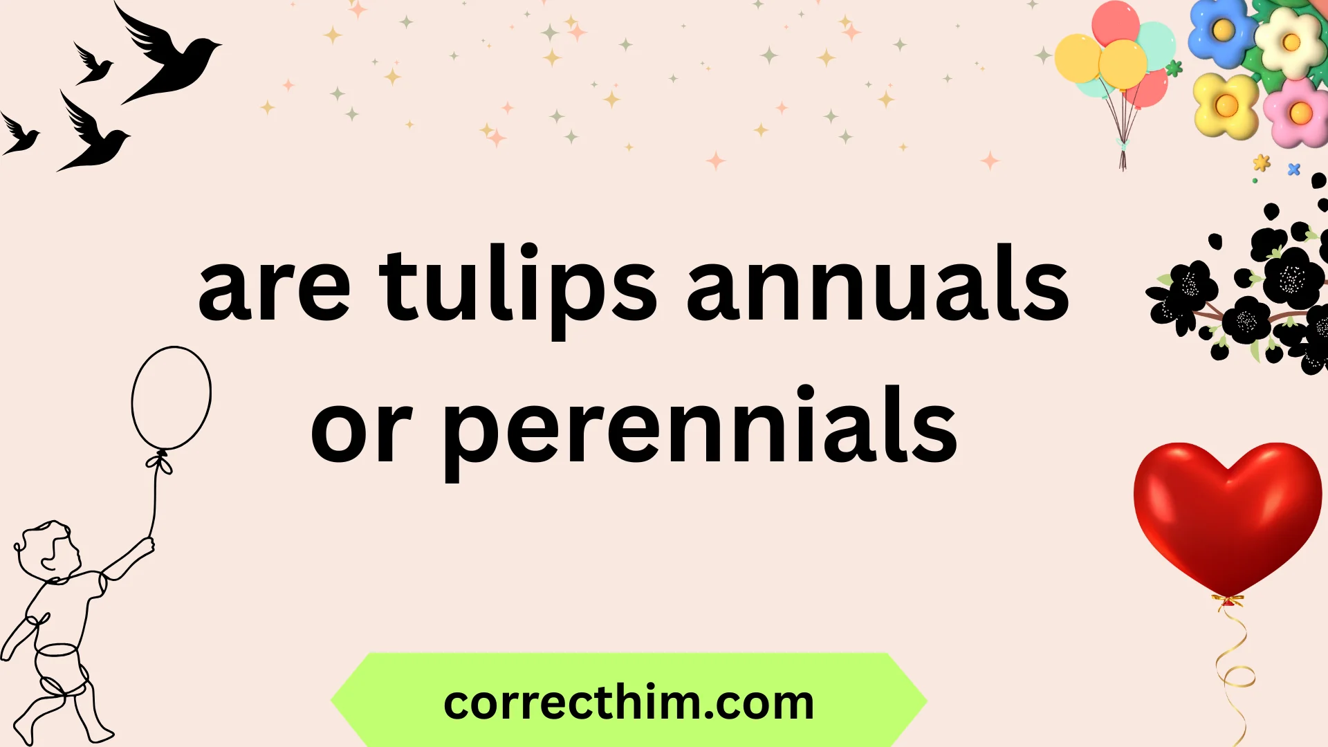 are tulips annuals or perennials