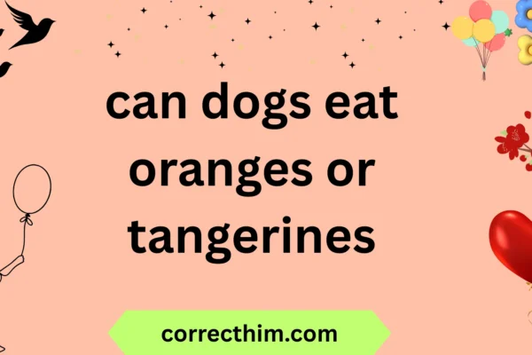 can dogs eat oranges or tangerines