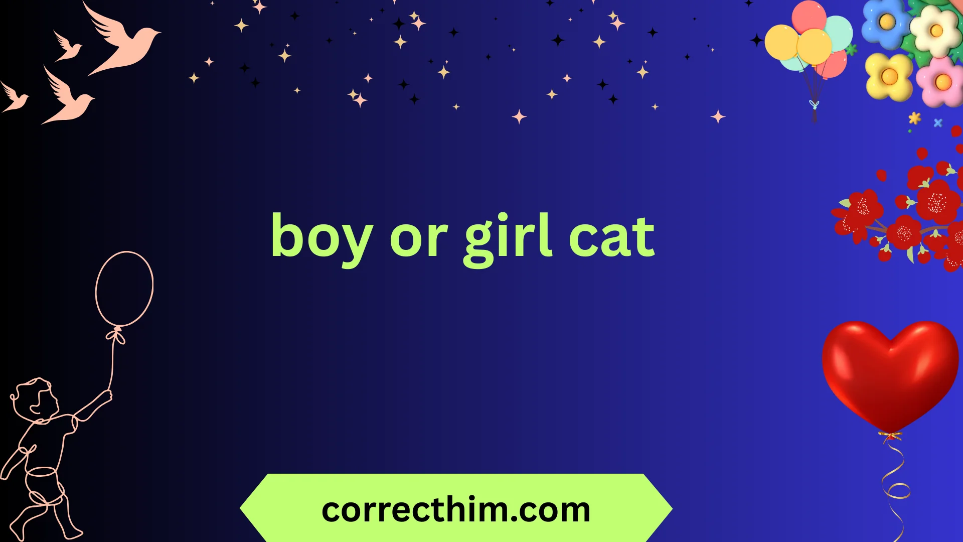 boy or girl cat