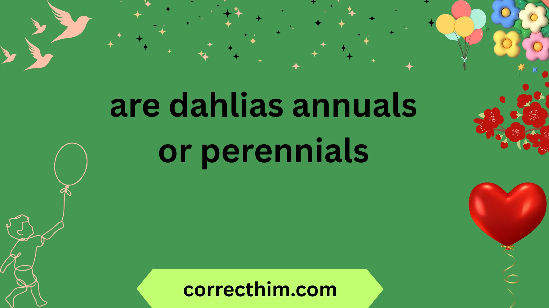 are dahlias annuals or perennials